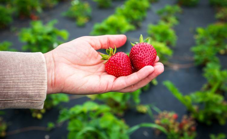 fot. shutterstock.com