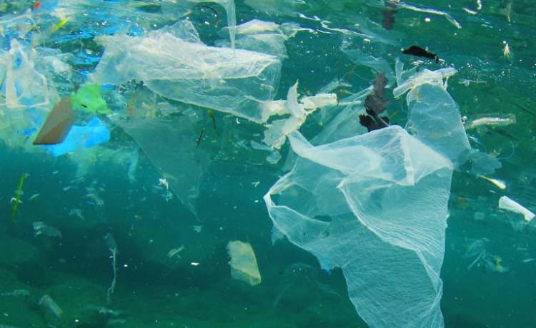 Przerażające znalezisko na wybrzeżu Filipin: W brzuchu martwego walenia znaleziono 40 kg śmieci