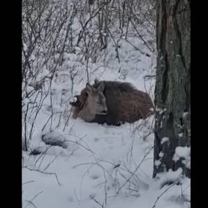 Dzik wtulony w sarnę?! Nagranie z fotopułapki robi furorę w sieci! [WIDEO]