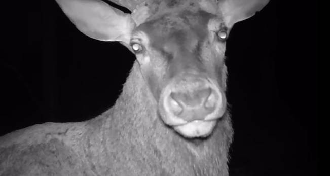 Zabawne nagranie z jeleniem trafiło do sieci. Stanął przed kamerą niczym ciocia, która czeka na zdjęcie i nie wie, że to film! [WIDEO]