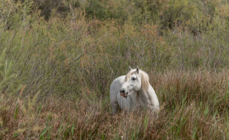 Konie ugrzęzły w bagnie. Strażacy ruszyli z pomocą [FOTO]
