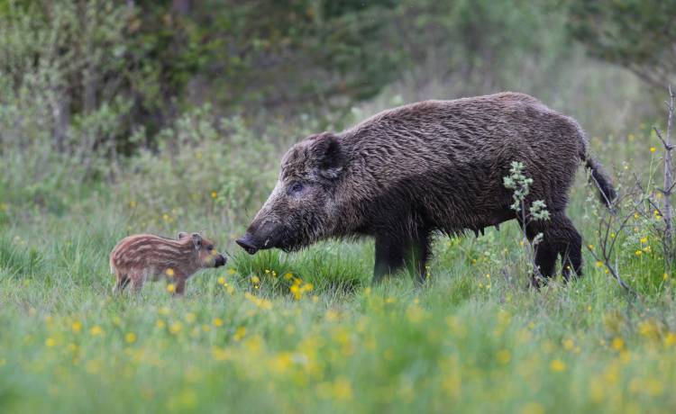 Samice, samce i młode zwierząt: które nazywamy "kapłon", "tryk", "skop"?
