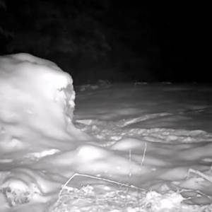 To tam nocą spotykają się dzikie zwierzęta! Wśród nich: ryś, niedźwiedzie, wilki czy... żubr! Kamerę ukryto w wyjątkowym miejscu [WIDEO]