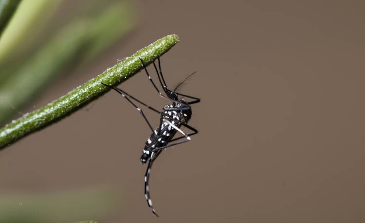 Azjatyckie komary tygrysie grasują w Niemczech. Musimy się martwić?