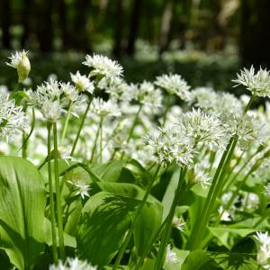 To naturalny antybiotyk, który rośnie w lasach i ogródkach. Kiedy go zbierać?