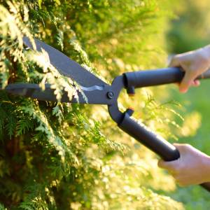 Kiedy przycinać tuje? Mało kto wie, że miesiąc ma znaczenie