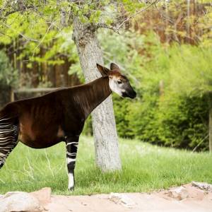 Nowy lokator we wrocławskim ZOO! Ale słodziak! 