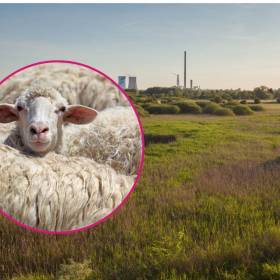 Ekologiczny hit! Owce i kozy przejmą tereny zielone w tym mieście