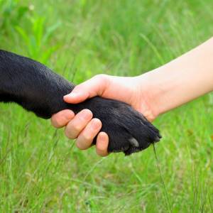 Wymknęła się z domu bez ubrań, ale z psem. 3-latka trafiła w ręce policji, bo pobiegła za motylkiem