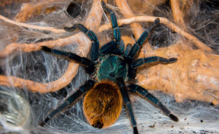 Znalazła ogromnego pająka i wezwała straż miejską. Okazało się, że był z plastiku [FOTO]