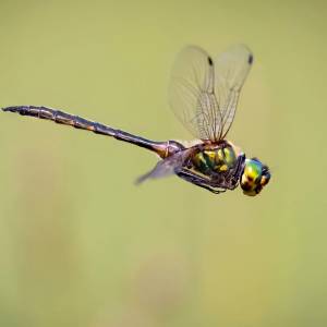 Czy skrzydła owadów wykształciły się ze skrzeli? Zaskakujące wyniki badań