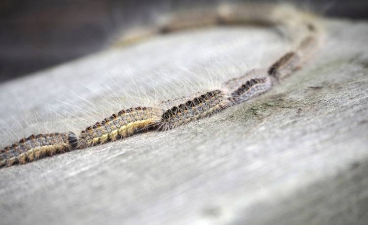 Korowódka dębówka, fot. Shutterstock/Pengelen