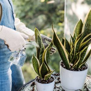 Sansewieria w twoim domu? Wystarczy ten trik