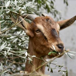 Koza weszła do radiowozu i zjadł raporty. Policjant nie mógł sobie z nią poradzić [WIDEO]