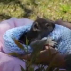 Mała koala robi furorę w sieci! Urocza Elsa przyszła na świat w parku zoologicznym [WIDEO]