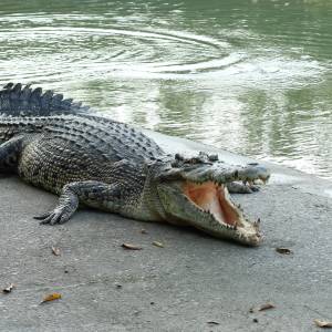 Krokodyl został przepędzony z ogrodu przez mężczyznę z patelnią