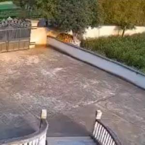 Wysoka brama kontra biegnący dzik. Z ogrodzenia niewiele zostało... "Dzikie wejście" [WIDEO]