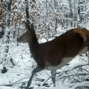 Wilk przeszedł tuż przed obiektywem. Niecodzienne nagranie z jeleniami trafiło do sieci! [WIDEO]