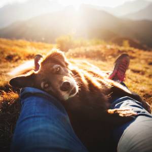 Pies kładzie na tobie łapę? Sprawdź, co naprawdę chce ci powiedzieć! 