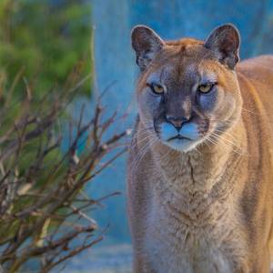  Niecodzienne zwierzę domowe. Mężczyzna trzymał w mieszkaniu pumę!
