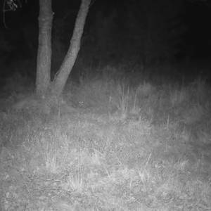 Nocne porachunki w lesie: "Nosił wilk razy kilka..." Nagranie rozbawiło internautów! [WIDEO] 