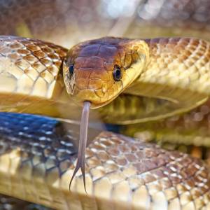 Osiąga nawet 2 metry długości. Co zrobić, gdy spotkamy węża Eskulapa?