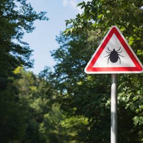 Sposoby na kleszcze. Dzięki temu zmniejszysz ryzyko ataku 