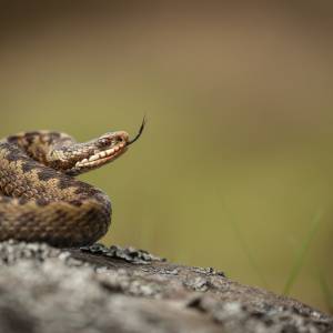 Powoli zaczynają być aktywne. Co robić, kiedy ukąsi cię żmija zygzakowata?