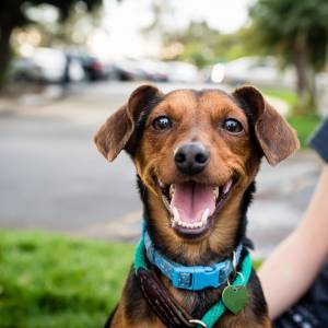 Pies ze schroniska. Dlaczego warto go przygarnąć? Poznaj 8 powodów!