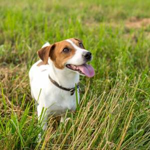 Bulwersująca zabawa nastolatek z Sosnowca. Omal nie doprowadziły do śmierci psa