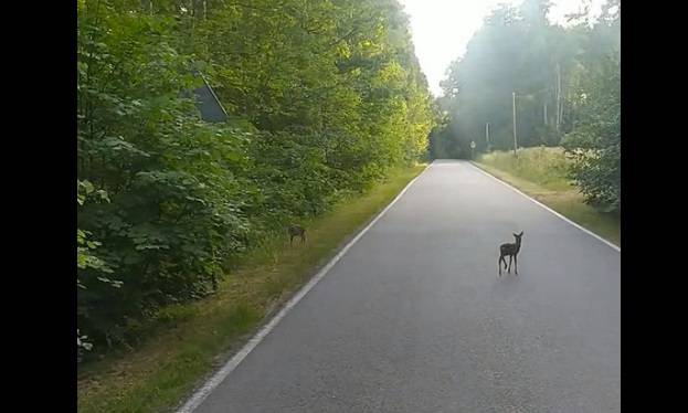 Maleńkie sarenki na środku drogi. Internauci komentują reakcję kierowcy [WIDEO]