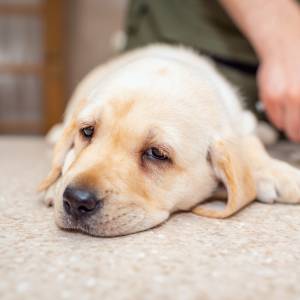 Przysmak, który może być niebezpieczny dla życia psa. "Pociumka i zacznie się dławić"