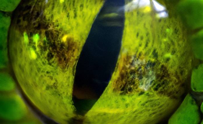 Monty Python - wąż z trzecim okiem! Niezwykły okaz pytona znaleziony w Australii!