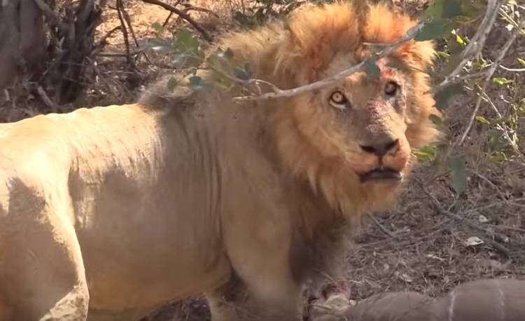 Lew atakuje antylopę kudu na oczach turystów. Prawdziwe życie dzikich zwierząt [WIDEO] 