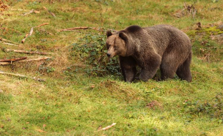 Niedźwiedzie czekały na niego w garażu. Otworzył drzwi i został zaatakowany