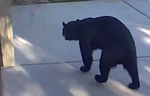 Opróżnił zawartość lodówki. Włamywaczem okazał się... niedźwiedź o trzech nogach [WIDEO]