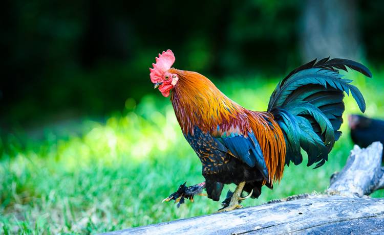 Kogut zakłócał spokój. Nie skończyło się to dla niego dobrze...