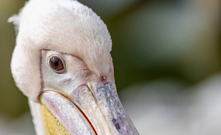 Pelikan udaje bociana. Przyleciał z Afryki i zamieszkał na dachu [FOTO i WIDEO]