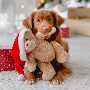 Zwierzak na prezent pod choinkę? Odradzamy!