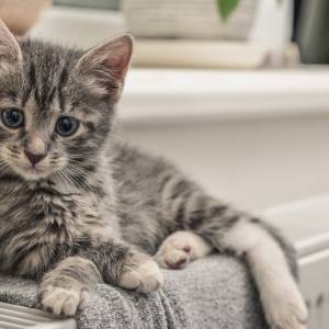 Twój kot cię znienawidzi, jeśli będziesz przejawiać te 4 zachowania