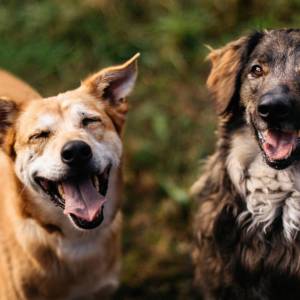 Możesz uratować im życie! Nie pozwól by ich rozdzielono!