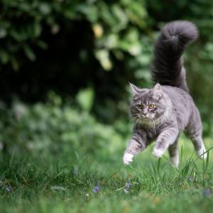 Kot uciekł i zaplątał się w żywopłot. Wrócił do domu dzięki straży miejskiej i jednemu z uczniów [FOTO]