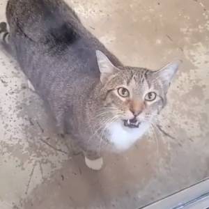 Kot Quilty winny. Wylądował w izolatce, bo nocami wypuszczał inne zwierzęta              