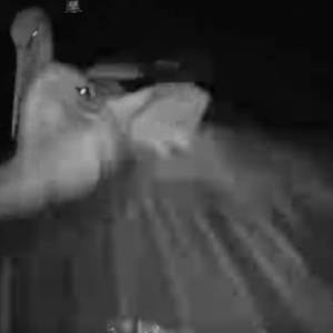 Intruz zaatakował bocianie gniazdo. Ptaki straciły drugie jajo [WIDEO]