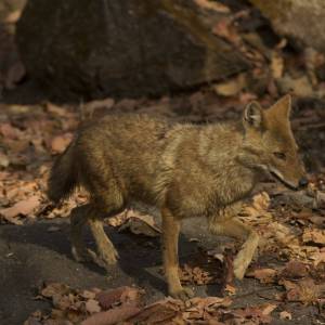 W Niemczech polują na niebezpiecznego drapieżnika. Miał tam dotrzeć z Polski 
