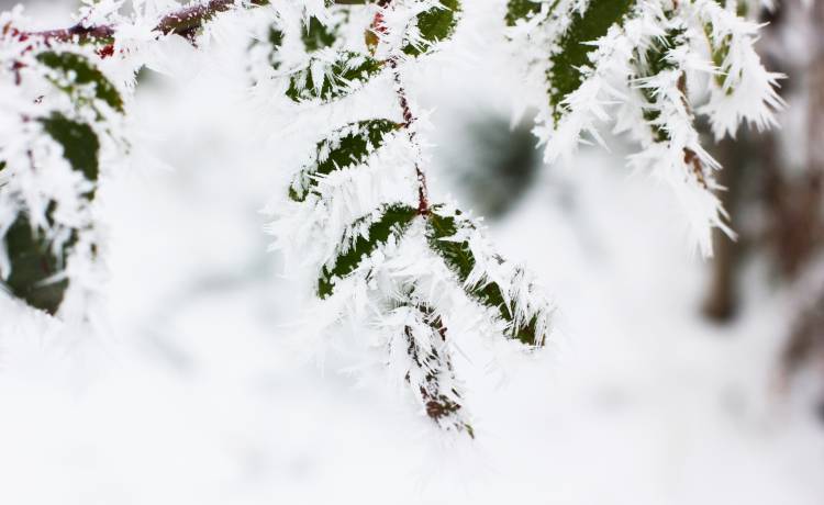 Śnieg na "wyspie wiecznej wiosny". Madera z zimowej szacie zachwyca!
