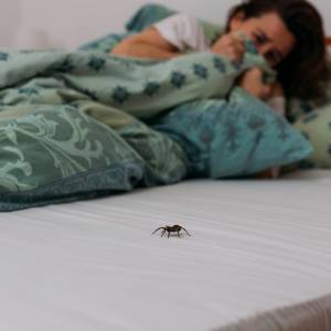 Dlaczego ludzie boją się pająków?