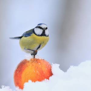 Odpowiedni pokarm dla ptaków. Sprawdź, jak w zimie możesz je dokarmiać, by im nie zaszkodzić