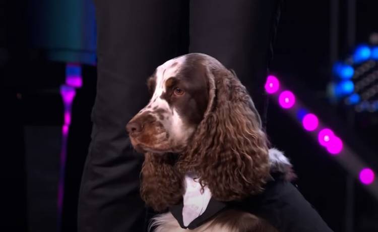 Jurorzy nie wierzyli w to, co zobaczyli. Na początku chcieli zakończyć ten pokaz, później byli zachwyceni! Pies zagrał na fortepianie w "Mam talent" [WIDEO]