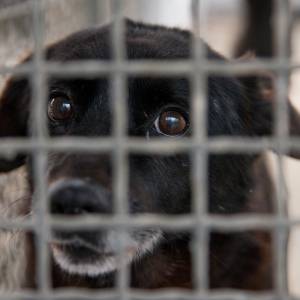 Tłumy w krakowskim schronisku! Jak można pomóc zwierzakom w czasie mrozów? [WIDEO]